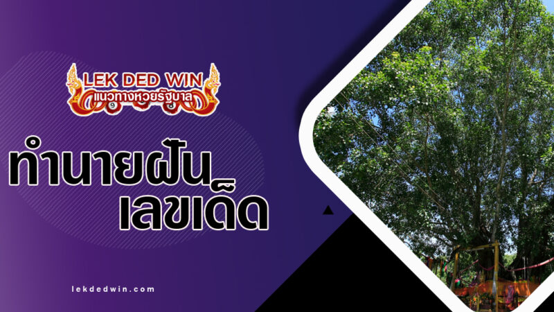 ทำนายฝันต้นโพธิ์สูง พร้อมเลขเด็ด