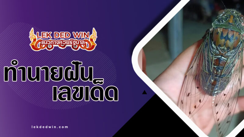 ทำนายฝันจับจักจั่น-พร้อมเลขเด็ด