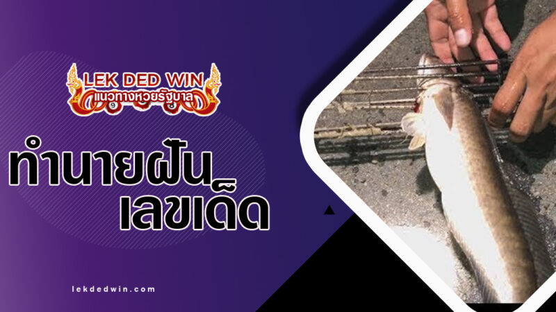 ทำนายฝันฉมวกแทงปลา-พ้อมเลขเด็ด