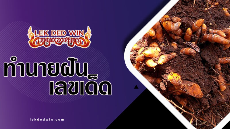 ทำนายฝันปลูกขมิ้น-พร้อมเลขเด็ด