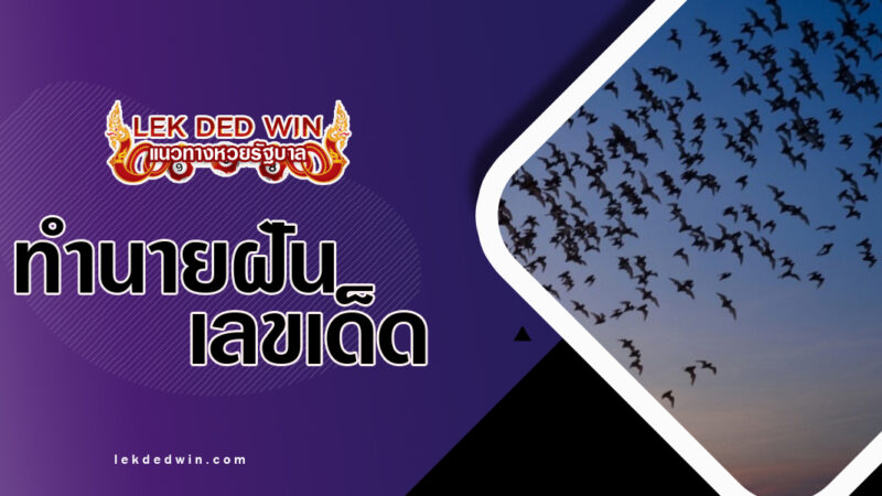 ทำนายฝันฝูงค้างคาว-พร้อมเลขเด็ด
