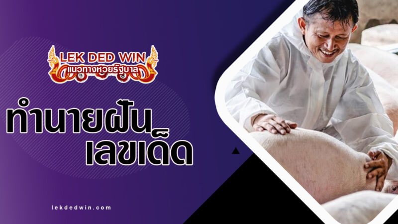 ทำนายฝันเลี้ยงหมู-พร้อมเลขเด็ด