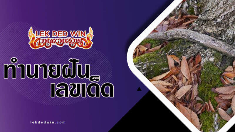 ทำนายฝันของร่วงหล่น-พร้อมเลขเด็ด