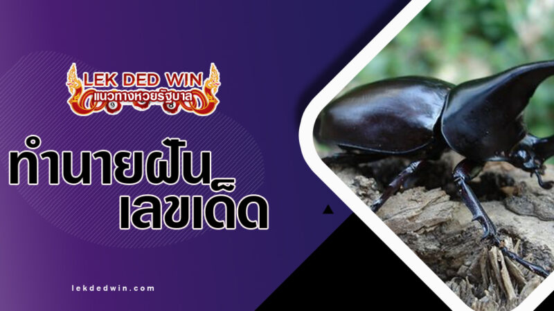 ทำนายฝันจับตัวด้วง-พร้อมเลขเด็ด