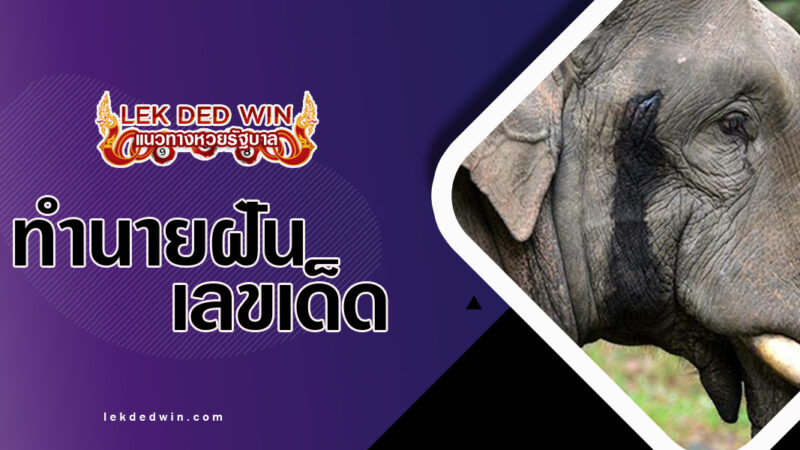 ทำนายฝันช้างตกมัน-พร้อมเลขเด็ด