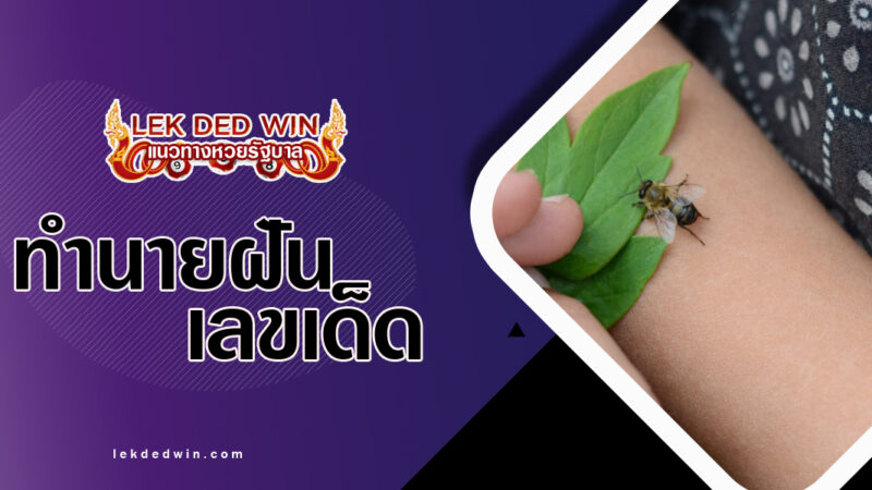 ทำนายฝันถูกแตนต่อย-พร้อมเลขเด็