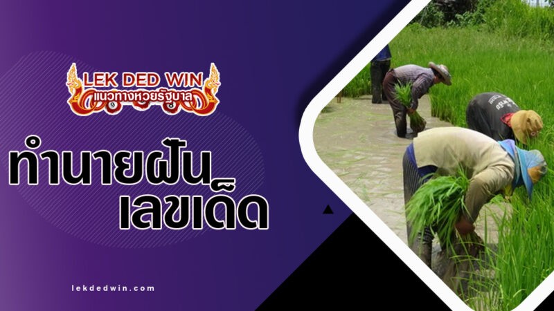 ทำนายฝันได้ตกกล้า-พร้อมเลขด็ด